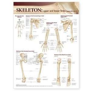 Skeletal System Chart/Poster Upper and Lower Limbs  
