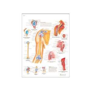 3B Scientific VR3170UU Glossy Paper Hombro Y Codo Anatomical Chart 