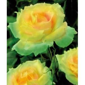  Mint Julep Rose By Collections Etc Patio, Lawn & Garden