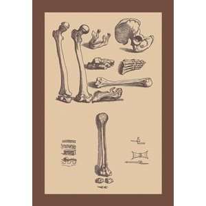  Bones with Tools   Paper Poster (18.75 x 28.5)