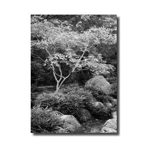  Japanese Park 1 Bw Giclee Print