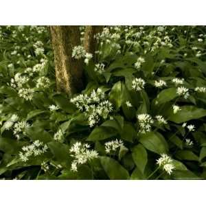 Mass of Wild Garlic or Ramsons, Flowering in Ancient Coppice Woodland 