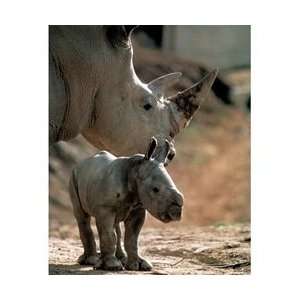  White Rhinoceros (With Baby) Animal Poster