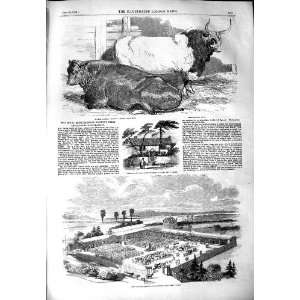  1851 CATTLE MARKET CROYDON ITALIAN BULL AGRICULTURE