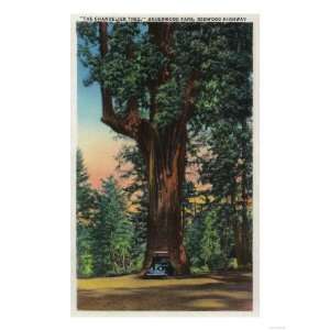 The Chandelier Tree, Underwood Park, Redwood Highway   Redwoods, CA 