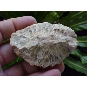   Gemqz Petrified Half Pine Cerro Cuadrado Argentina 