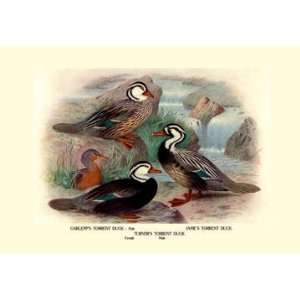  James and Turners Torrent Ducks 20x30 poster