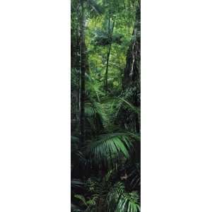  Tropical Rainforest Scenic Nature Poster 12 x 36 inches 