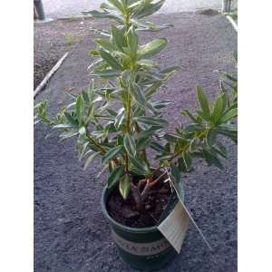  Daphne Odora Super One Gallon Plant Patio, Lawn & Garden