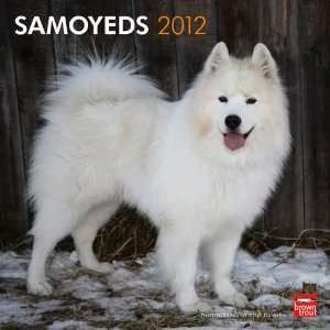  Samoyeds 2012 Wall Calendar 12 X 12