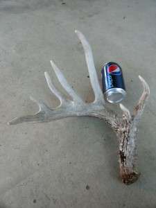 Large Whitetail deer shed Antlers Antler horns Taxidermy Log home 