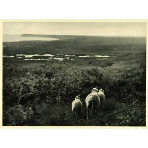  1949 Print Heath Salling Peninsula Jutland Denmark Sheep 