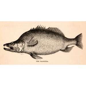   Fish Lake Monsters Gills Fins Perch Nile River   Original Engraving