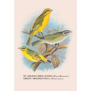 St. Helena Seed Eater; Green Singing Finch 24x36 Giclee