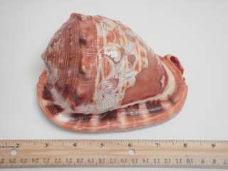 DOLPHIN ENGRAVED CASSIS RUFA CAMEO SEA SHELL 5 6 #7042  