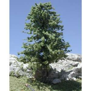 Deciduous Trees w/Real Wood Spring Green 2 4 (3) TLS204 
