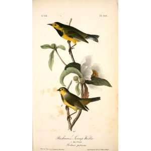     24 x 42 inches   Bachmans Swamp Warbler. 1. Ma