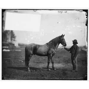   . Beckwiths horse, headquarters, Army of the Potomac