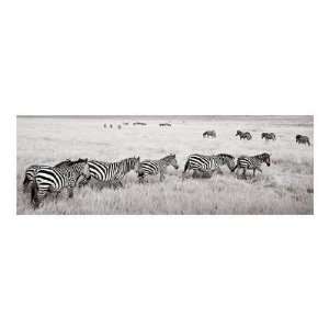  Andy Biggs   Zebras In A Row Giclee