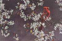 Robert Bateman Spring Cardinal  