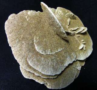 Desert rose gypsum