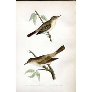   Olivaceous Warbler, Pale Warbler Bree H/C 1875 Birds