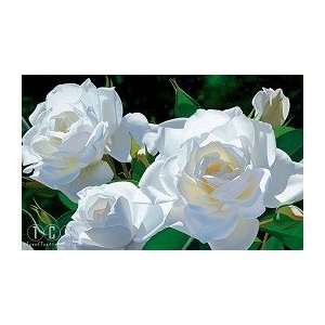 Brian Davis White Rose Garden