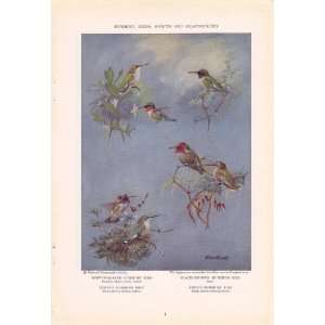   Throated Costas Annas Humming Bird   Allan Brooks Vintage Bird Print