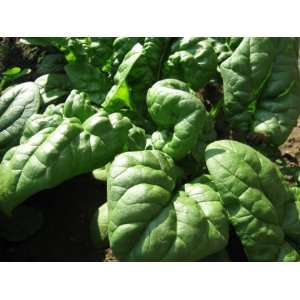  Merlo Nero Spinach Patio, Lawn & Garden