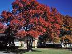 Quercus shumardii Shumard Red Oak Tree Acorns exotic bonsai wood seed 