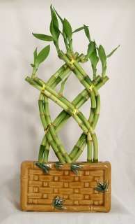 Lucky Bamboo   New Vase   71402  