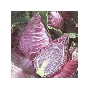  Cabbage Kalibos Pointed Great Heirloom Vegetable 200 Seeds 