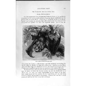  NATURAL HISTORY 1893 94 HORSESHOE BAT LEAF NOSED