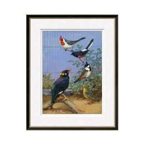  Colorful Birds Sit Perched On Twigs Framed Giclee Print 