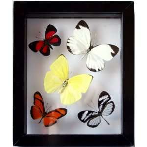  Real Butterfly Art with 5 Framed Butterflies in Black Wood 