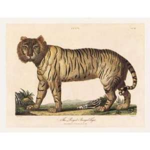  Royal Bengal Tiger Poster Print