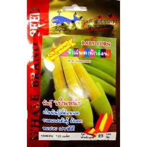  Thai Baby Corn (Quality Seed) 5 pcs. 