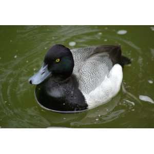  Scaup Taxidermy Photo Reference CD