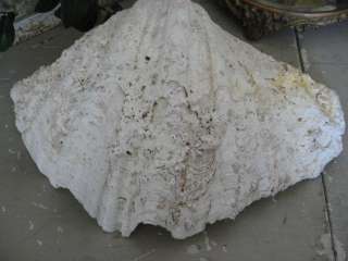 FABULOUS Large Old Real CLAM SHELL Perfect Decor~Nice Shapely Scallops 