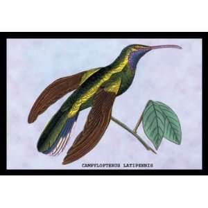  Hummingbird Campylopterus Latipennis 28X42 Canvas