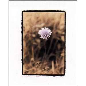  Wildflower I Poster Print