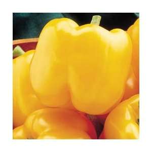  Early Sunsation Pepper Seed Pack Patio, Lawn & Garden