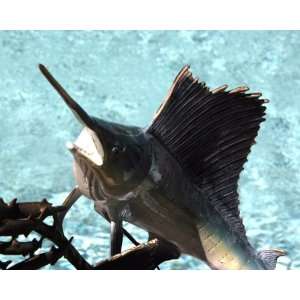  Sailfish Going After Ballyhood Statue Patio, Lawn 