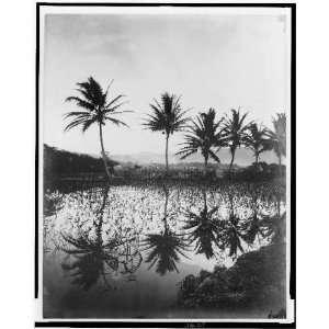  Taro patch and cocoanut grove, Hawaiian Islands 1908