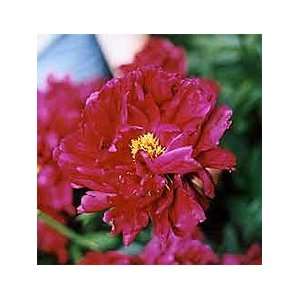  Peony   Benjamin Franklin Patio, Lawn & Garden