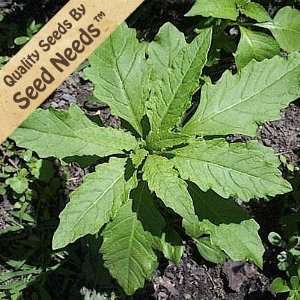 com 200 Seeds, Epazote Herb (Chenopodium ambrosioides) Seeds by Seed 