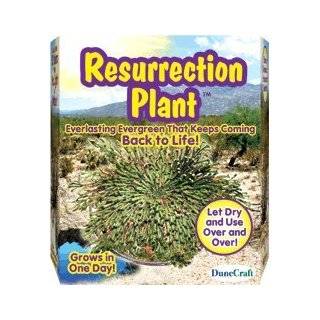  Rose of Jericho Resurrection Plant   Easter Plant Patio 