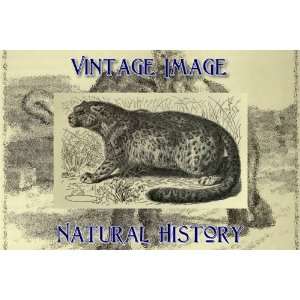 5cm x 5cm (3 x 2) Acrylic Fridge Magnet Vintage Natural History 