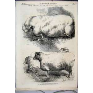   1864 Prize Animals Smithfield Cattle Show Pigs Wedders