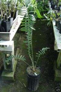 Encephalartos manikensis Live Bandula Cycad Plant  